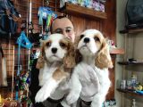 Harika Cavalier King Charles Spaniel Premium Yavrularimiz