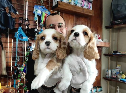 Harika Cavalier King Charles Spaniel Premium Yavrularimiz görsel