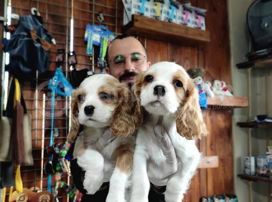 Harika Cavalier King Charles Spaniel Premium Yavrularimiz görsel