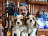 Harika Cavalier King Charles Spaniel Premium Yavrularimiz