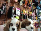 Harika Cavalier King Charles Spaniel Premium Yavrularimiz
