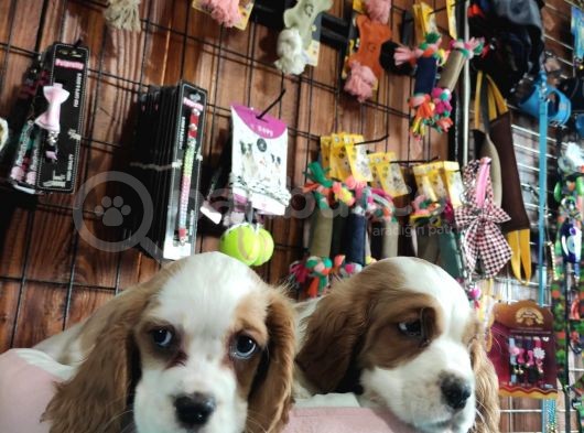 Harika Cavalier King Charles Spaniel Premium Yavrularimiz görsel