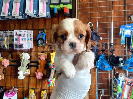 Harika Cavalier King Charles Spaniel Premium Yavrularimiz