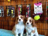 Harika Cavalier King Charles Spaniel Premium Yavrularimiz
