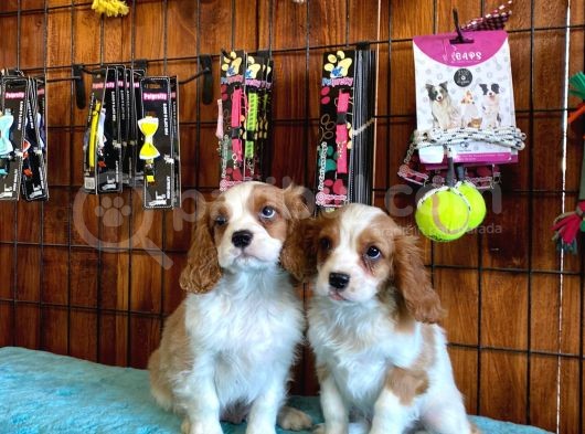 Harika Cavalier King Charles Spaniel Premium Yavrularimiz görsel