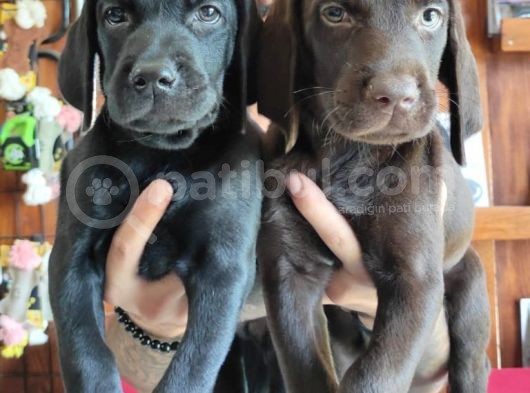 Mükemmel A Kalite Labrador Yavrularımız