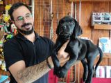 Mükemmel A Kalite Labrador Yavrularımız