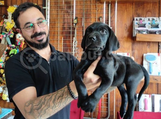 Mükemmel A Kalite Labrador Yavrularımız görsel