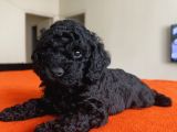Safkan Red ve Black Toy Poodle Yavrular - Ücretsiz Servis