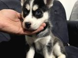 A Sınıf Maskeli Husky Sibirya Kurdu Mavi Göz
