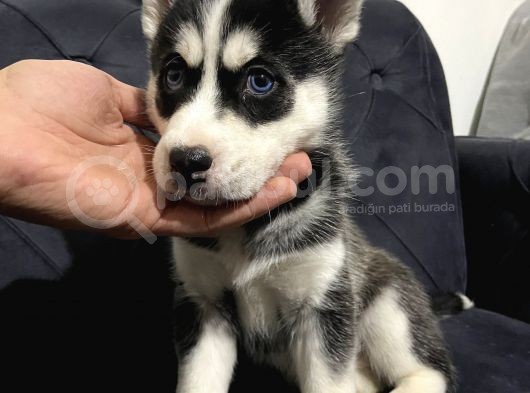 A Sınıf Maskeli Husky Sibirya Kurdu Mavi Göz görsel