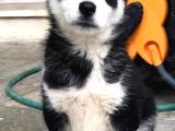 A Sınıf Maskeli Husky Sibirya Kurdu Mavi Göz