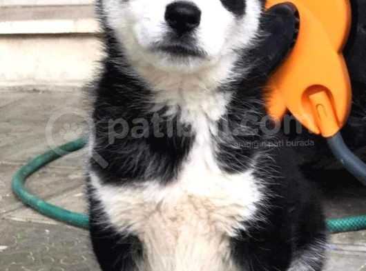 A Sınıf Maskeli Husky Sibirya Kurdu Mavi Göz görsel