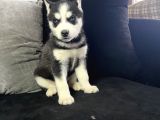 A Sınıf Maskeli Husky Sibirya Kurdu Mavi Göz