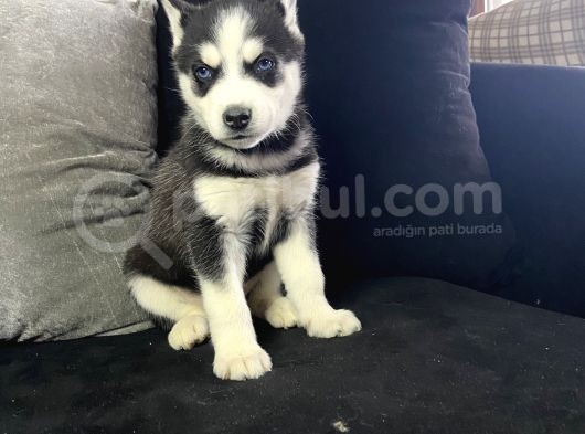 A Sınıf Maskeli Husky Sibirya Kurdu Mavi Göz görsel