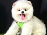 Pomeranian Boo Teddy Bear Yavrularimizdan Birine Sahip Olun