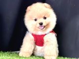 Pomeranian Boo Teddy Bear Yavrularimizdan Birine Sahip Olun