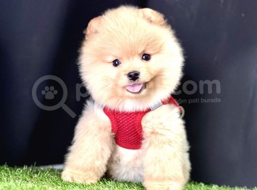 Pomeranian Boo Teddy Bear Yavrularimizdan Birine Sahip Olun görsel