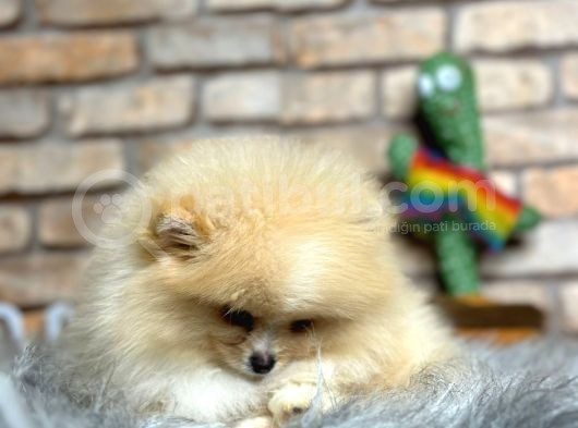 Irk Ve Sağlık Garantili Pomeranian Boo Erkek Yavru görsel
