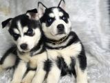A Sınıf Maskeli Husky Sibirya Kurdu Mavi Göz