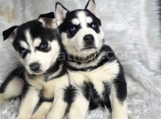 A Sınıf Maskeli Husky Sibirya Kurdu Mavi Göz görsel