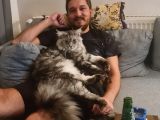 Maine Coon Xl Full Secereli