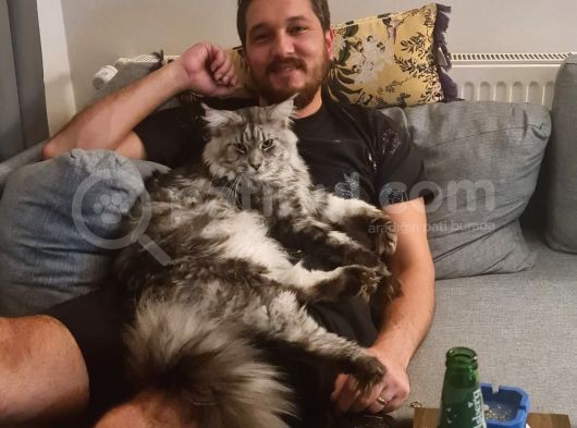 Maine Coon Xl Full Secereli görsel