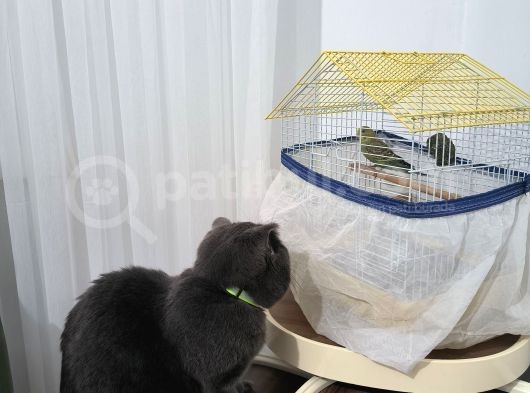 Ücretsiz Sahiplendirme Gri Scottish Fold Bakımlı Vizeli görsel