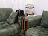 Ücretsiz Sahiplendirme Gri Scottish Fold Bakımlı Vizeli