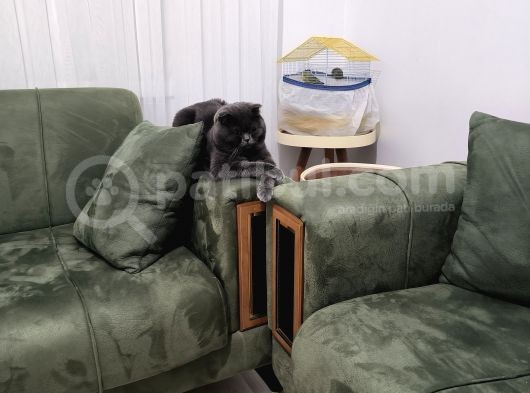 Ücretsiz Sahiplendirme Gri Scottish Fold Bakımlı Vizeli görsel