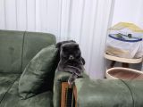 Ücretsiz Sahiplendirme Gri Scottish Fold Bakımlı Vizeli