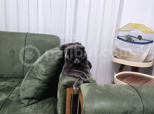 Ücretsiz Sahiplendirme Gri Scottish Fold Bakımlı Vizeli görsel