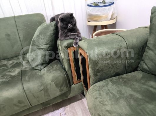 Ücretsiz Sahiplendirme Gri Scottish Fold Bakımlı Vizeli