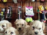 Sevimli Maltipoo Yavrularımız