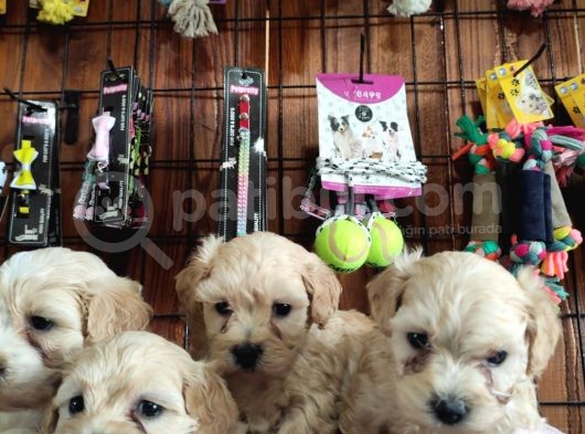 Sevimli Maltipoo Yavrularımız görsel