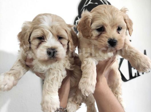 Sevimli Maltipoo Yavrularımız görsel