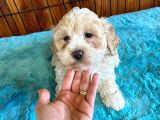 Sevimli maltipoo yavrularımız