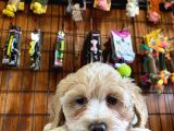 Sevimli Maltipoo Yavrularımız