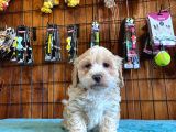 Sevimli Maltipoo Yavrularımız
