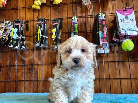Sevimli Maltipoo Yavrularımız görsel