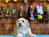 Sevimli Maltipoo Yavrularımız