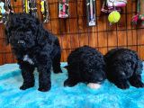 Siyah Poodle Yavrularımız