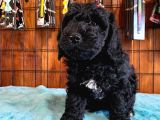 Siyah Poodle Yavrularımız
