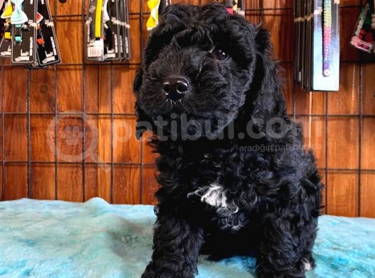 Siyah Poodle Yavrularımız görsel