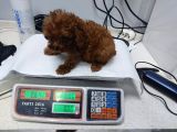 Irk Ve Sağlık Garantili Toy Poodle Yavrular