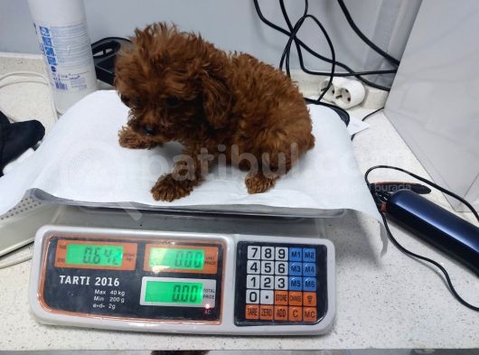 Irk Ve Sağlık Garantili Toy Poodle Yavrular görsel