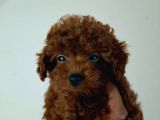 Irk Ve Sağlık Garantili Toy Poodle Yavrular