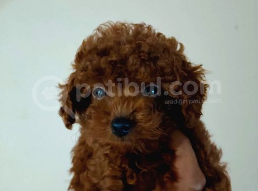 Irk Ve Sağlık Garantili Toy Poodle Yavrular görsel