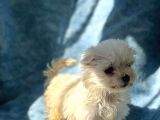 Irk Boy Kilo Ve Sağlık Garantili Maltese Terrier Yavrular