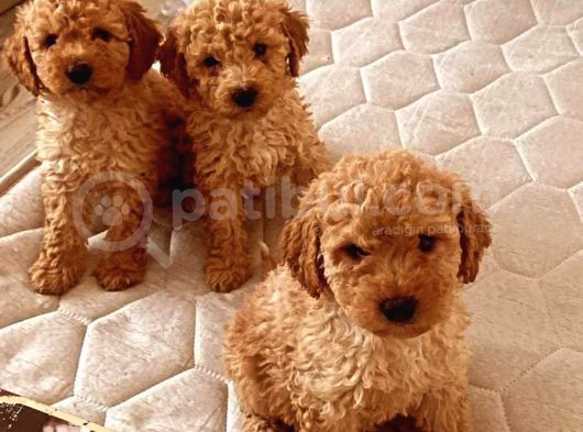 Irk Ve Sağlık Garantili Toy Poodle Yavrular görsel